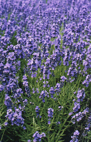 lavender1.gif