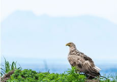 鳥や獣たち