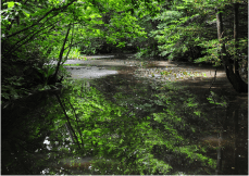 雲雀ヶ丘公園